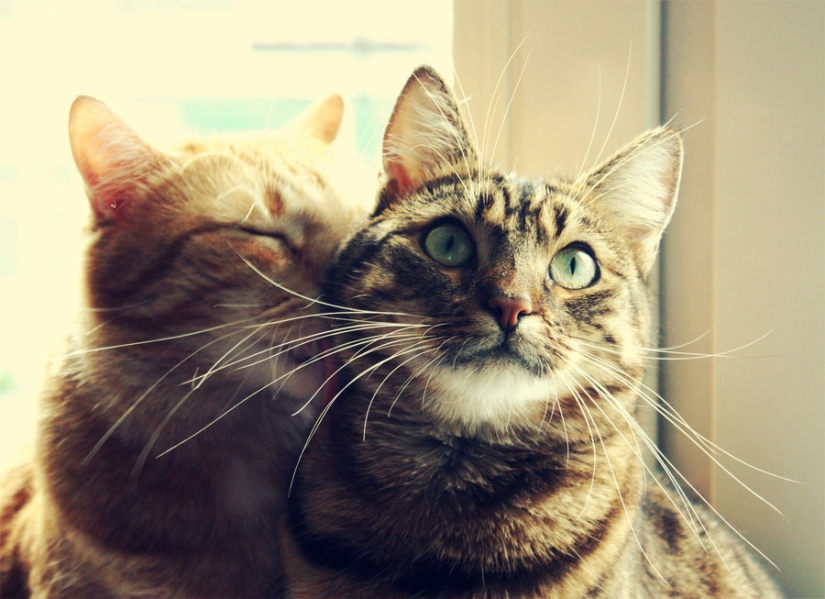 30 reasons to exchange your wife for a cat