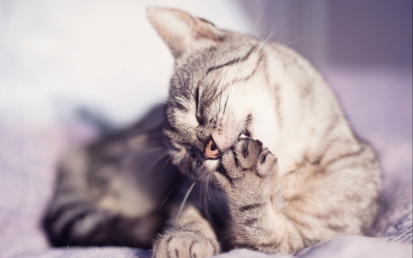 30 reasons to exchange your wife for a cat