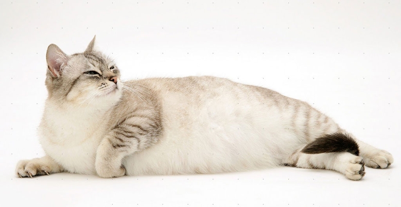 30 reasons to exchange your wife for a cat