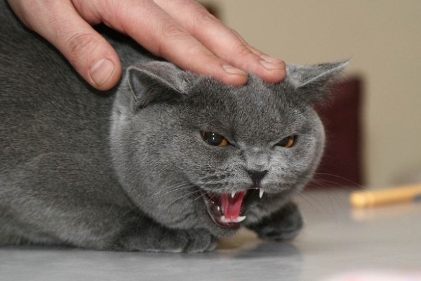 30 reasons to exchange your wife for a cat
