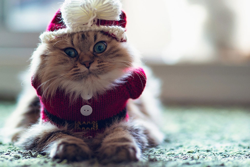 30 reasons to exchange your wife for a cat
