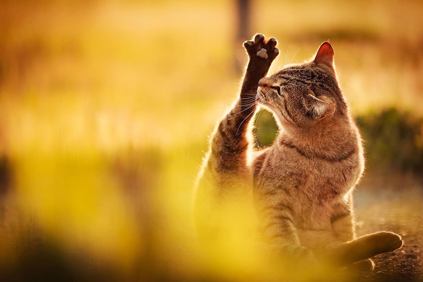 30 reasons to exchange your wife for a cat