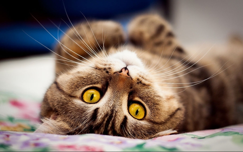 30 reasons to exchange your wife for a cat