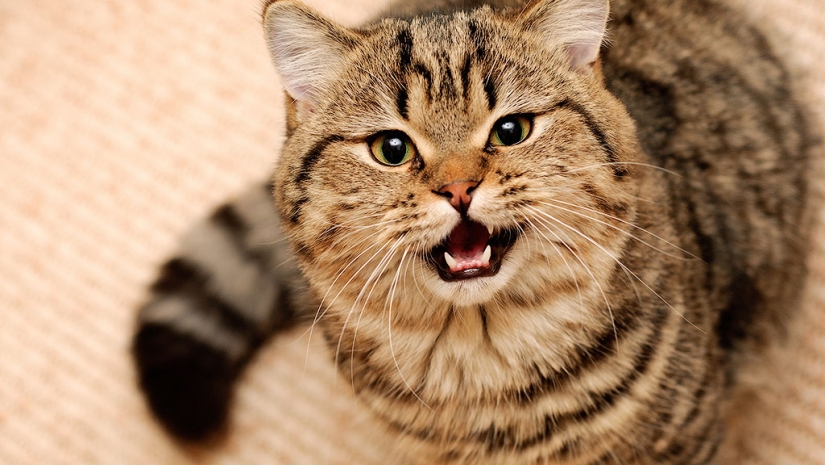 30 reasons to exchange your wife for a cat