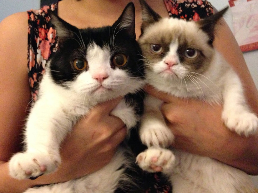 30 reasons to exchange your wife for a cat