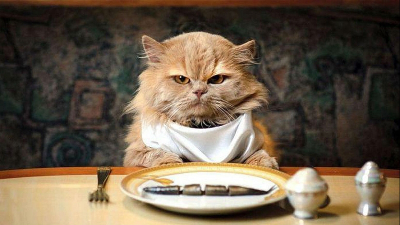 30 reasons to exchange your wife for a cat