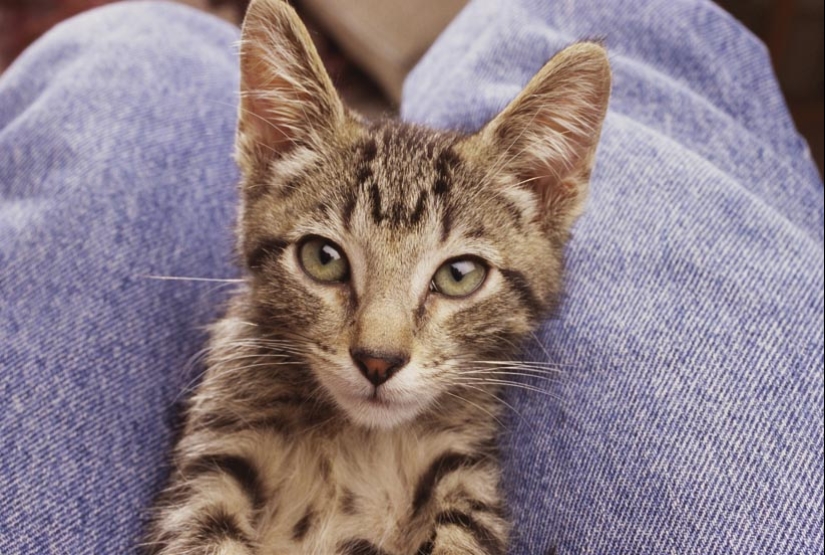 30 reasons to exchange your wife for a cat