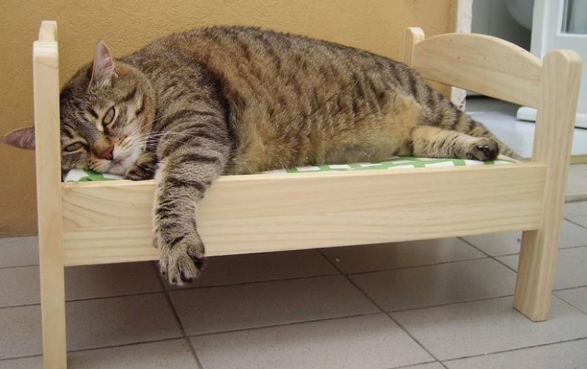 30 reasons to exchange your wife for a cat
