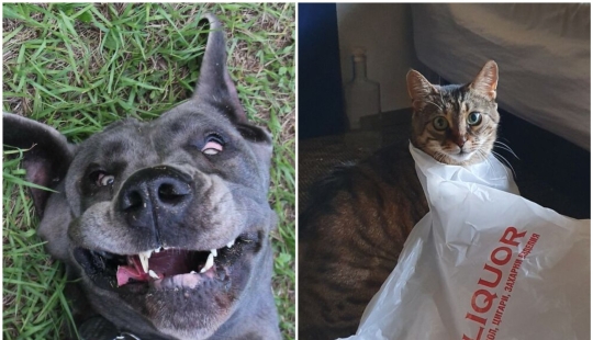 30 ridiculous photos of Pets that prove not get bored with them 30 ridiculous photos of Pets that prove not get bored with them