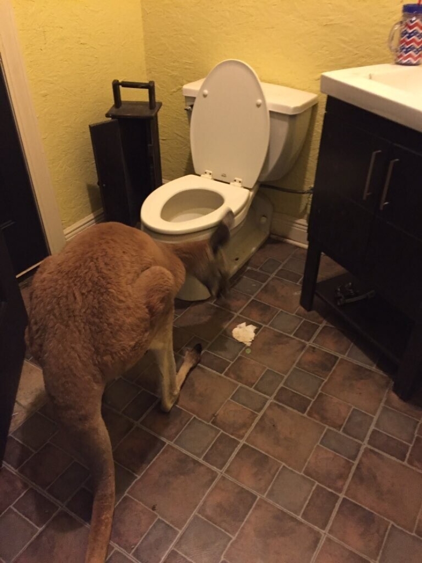 30 strange things that girls found in men's bathrooms and toilets