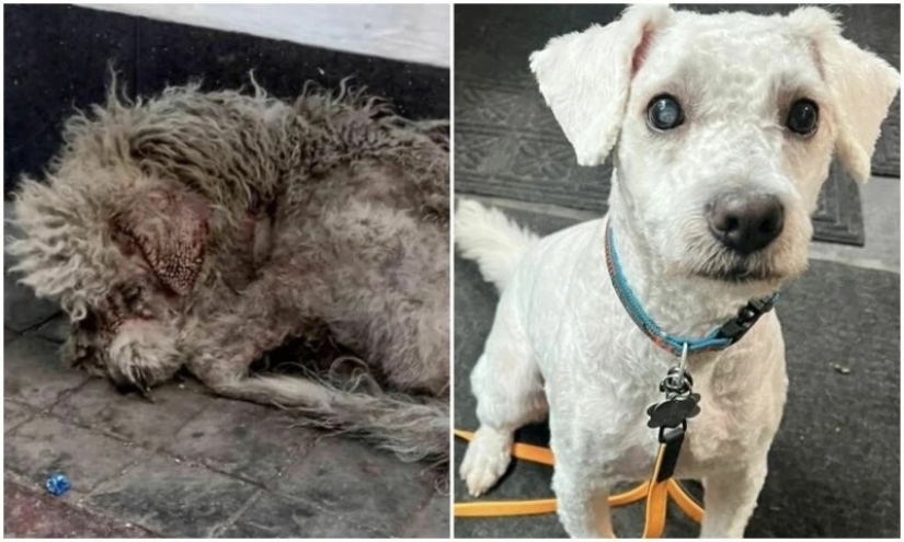 30 touching photos of cats and dogs that have found a home and family 30 touching photos of cats and dogs that have found a home and family