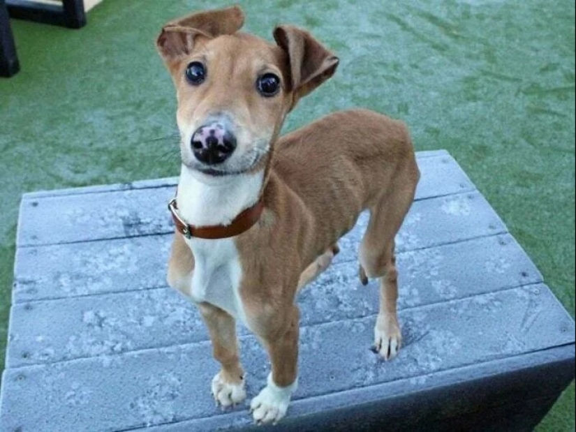 30 touching photos of cats and dogs that have found a home and family 30 touching photos of cats and dogs that have found a home and family
