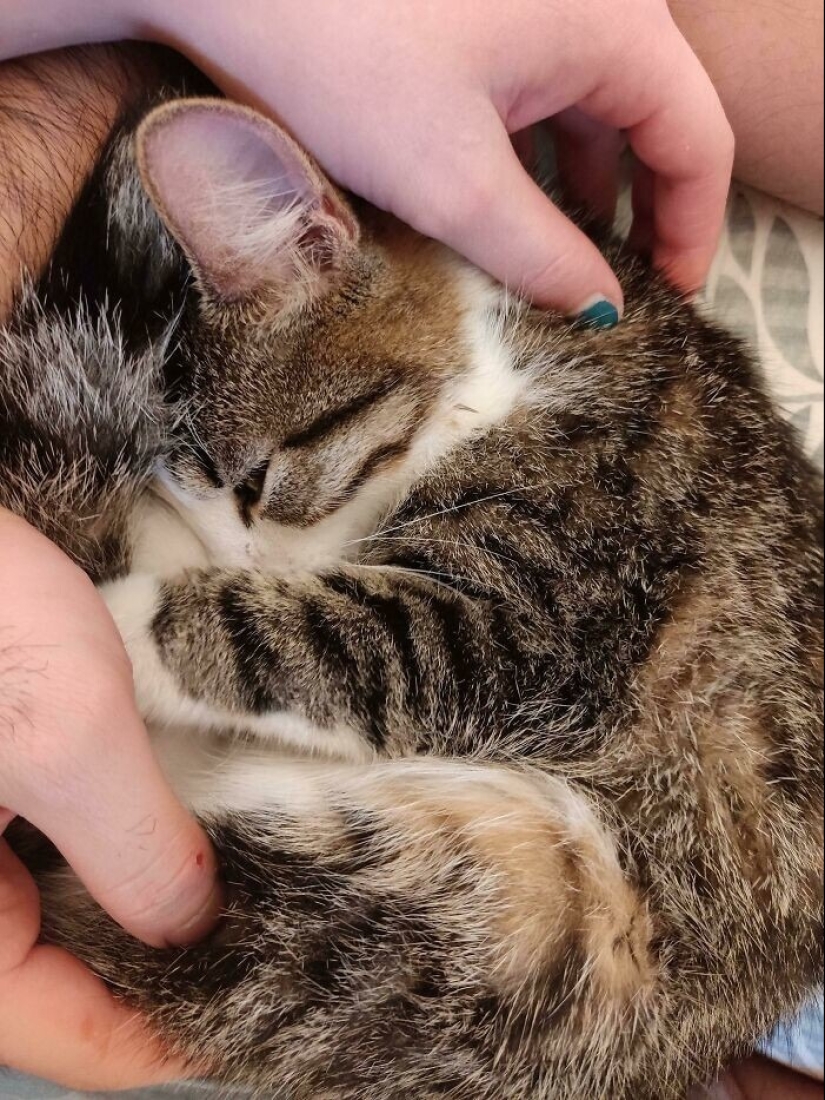 30 touching photos of cats and dogs that have found a home and family 30 touching photos of cats and dogs that have found a home and family