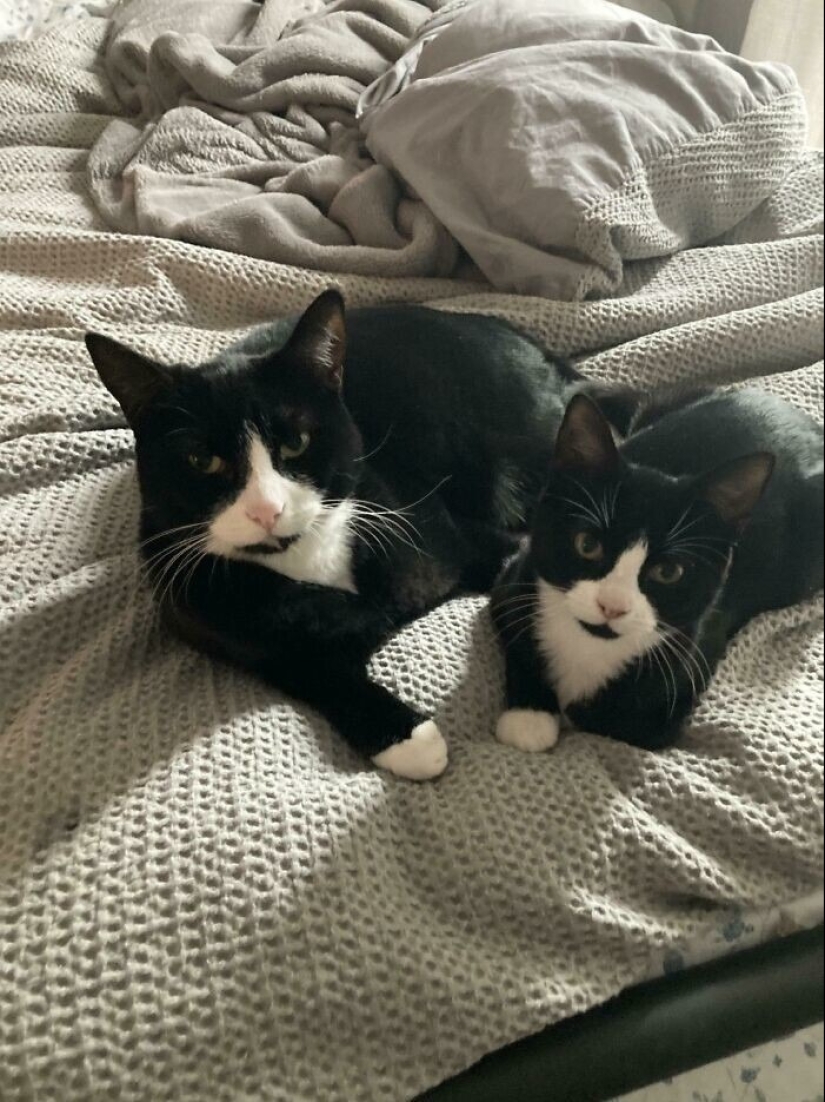30 touching photos of cats and dogs that have found a home and family 30 touching photos of cats and dogs that have found a home and family