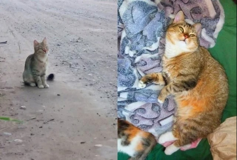 30 touching photos of cats and dogs that have found a home and family 30 touching photos of cats and dogs that have found a home and family