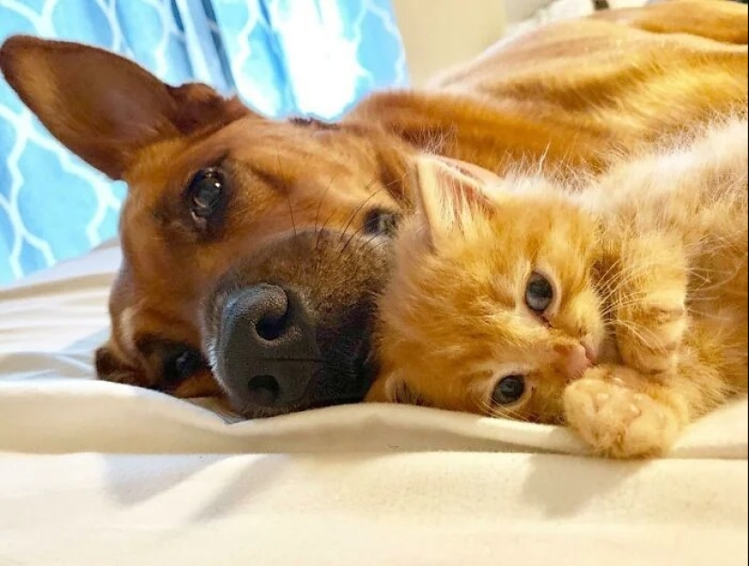30 touching photos of cats and dogs that have found a home and family 30 touching photos of cats and dogs that have found a home and family