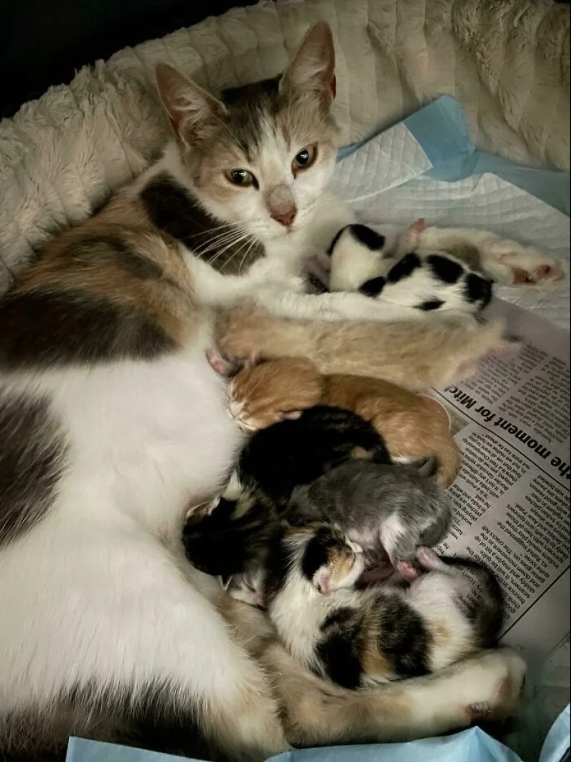 30 touching photos of cats and dogs that have found a home and family 30 touching photos of cats and dogs that have found a home and family