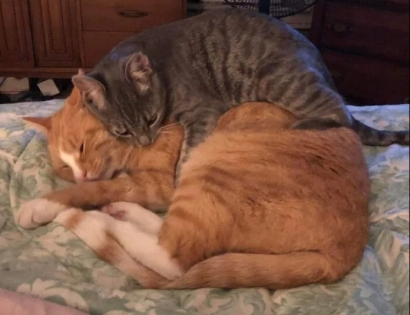 30 touching photos of cats and dogs that have found a home and family 30 touching photos of cats and dogs that have found a home and family