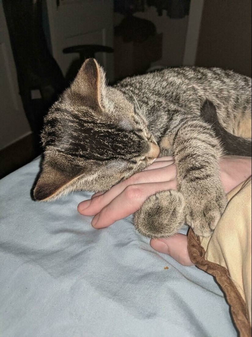 30 touching photos of cats and dogs that have found a home and family 30 touching photos of cats and dogs that have found a home and family