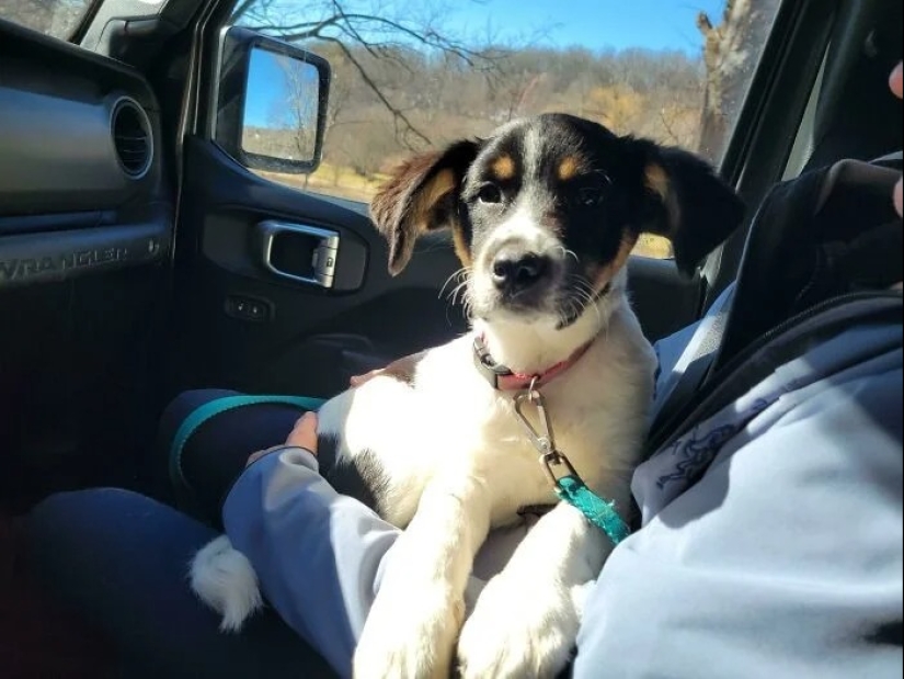 30 touching photos of cats and dogs that have found a home and family 30 touching photos of cats and dogs that have found a home and family