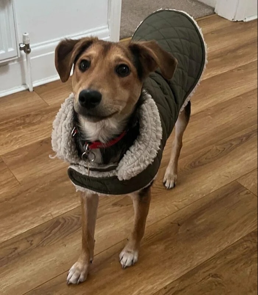 30 touching photos of cats and dogs that have found a home and family 30 touching photos of cats and dogs that have found a home and family