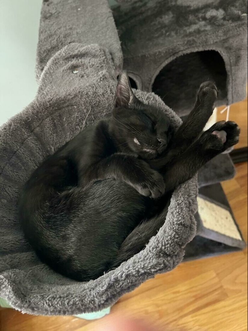 30 touching photos of cats and dogs that have found a home and family 30 touching photos of cats and dogs that have found a home and family