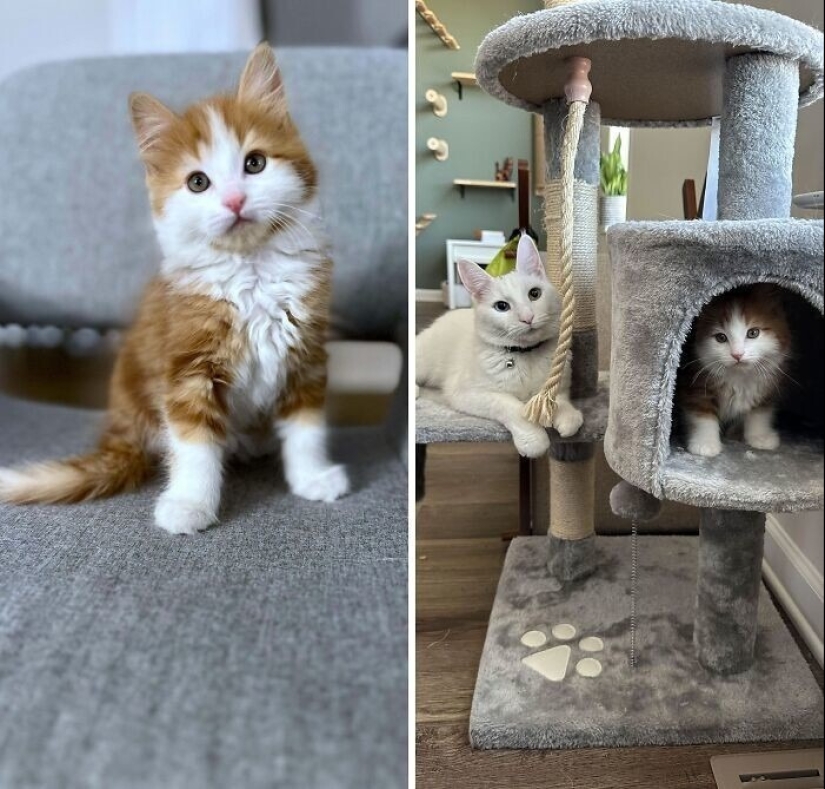 30 touching photos of cats and dogs that have found a home and family 30 touching photos of cats and dogs that have found a home and family