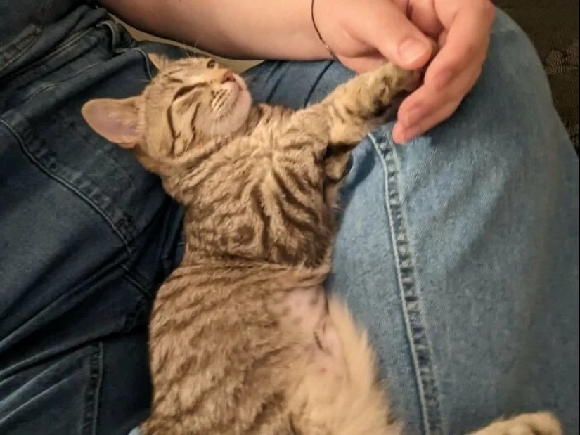 30 touching photos of cats and dogs that have found a home and family 30 touching photos of cats and dogs that have found a home and family