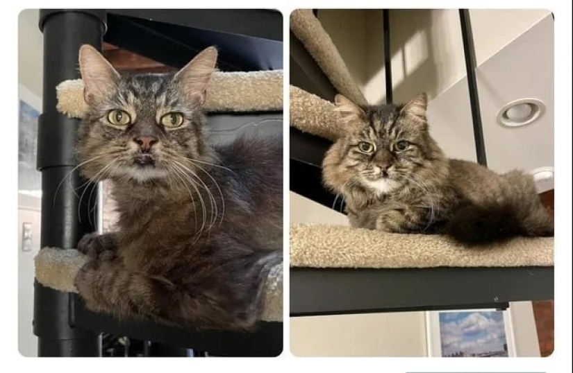 30 touching photos of cats and dogs that have found a home and family 30 touching photos of cats and dogs that have found a home and family