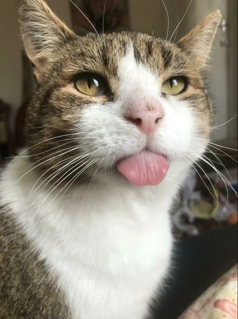 30 touching photos of cats and dogs that have found a home and family 30 touching photos of cats and dogs that have found a home and family