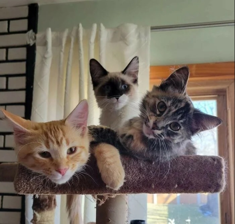 30 touching photos of cats and dogs that have found a home and family 30 touching photos of cats and dogs that have found a home and family