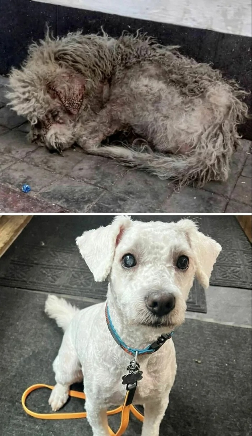 30 touching photos of cats and dogs that have found a home and family 30 touching photos of cats and dogs that have found a home and family