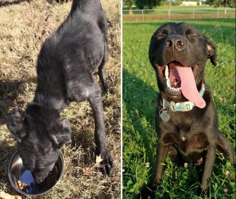 30 touching photos of cats and dogs that have found a home and family 30 touching photos of cats and dogs that have found a home and family