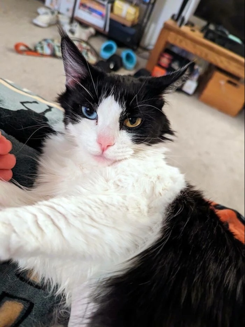 30 touching photos of cats and dogs that have found a home and family 30 touching photos of cats and dogs that have found a home and family