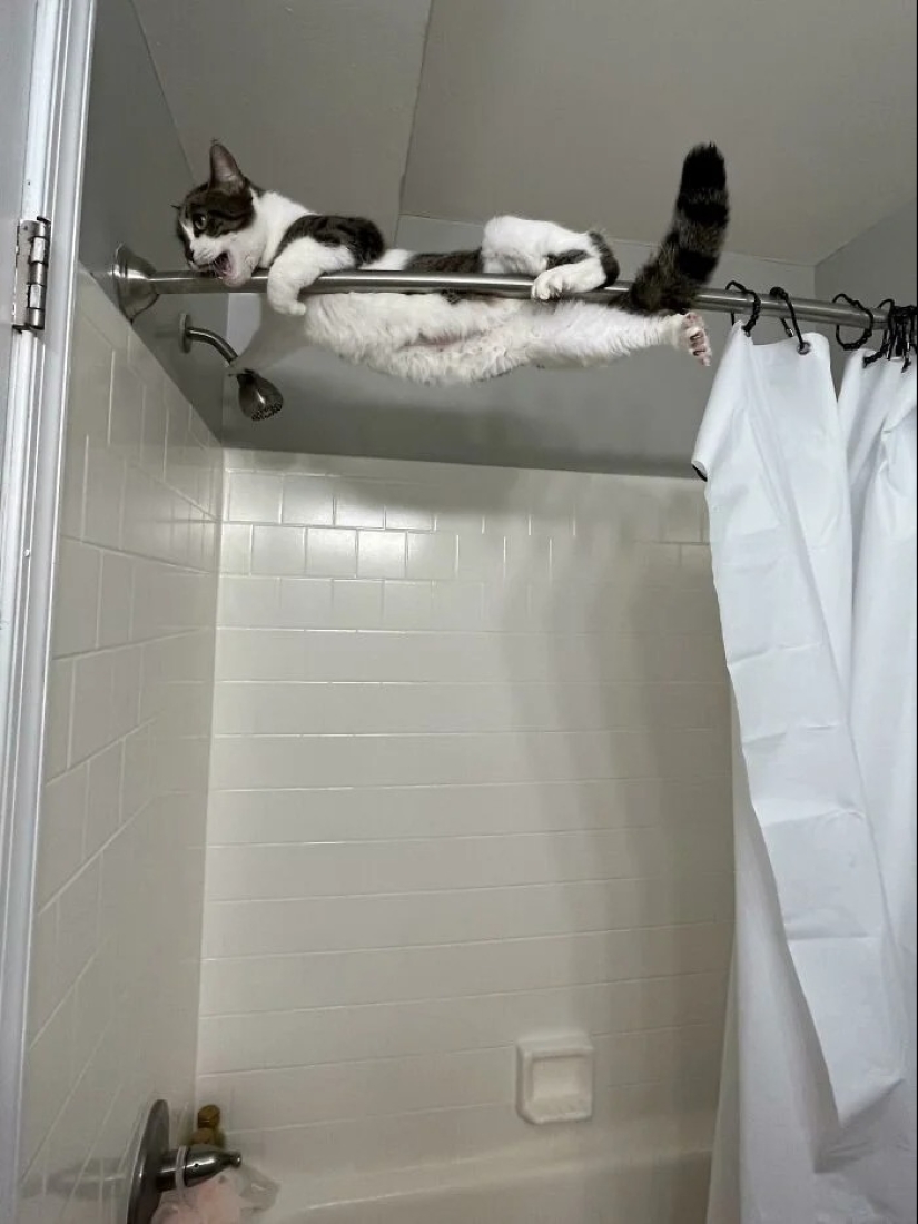 30 touching photos of cats and dogs that have found a home and family 30 touching photos of cats and dogs that have found a home and family
