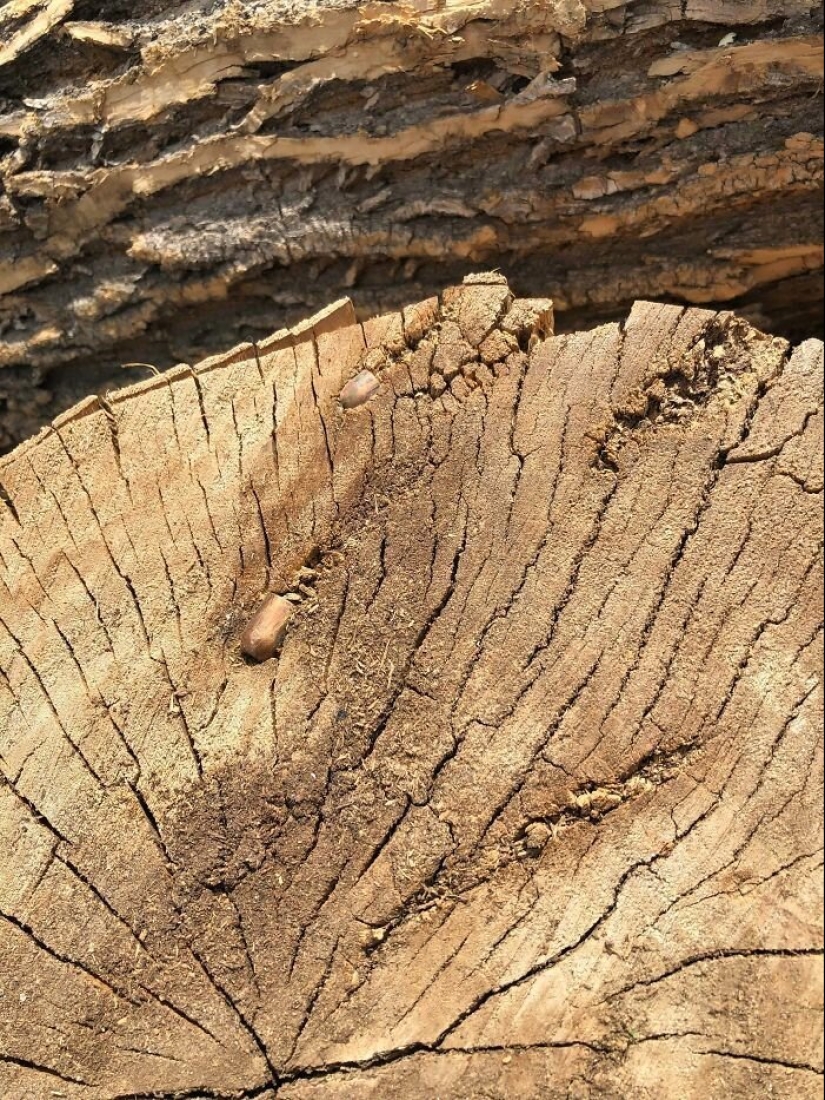 30 unexpected finds inside a disassembled or broken things