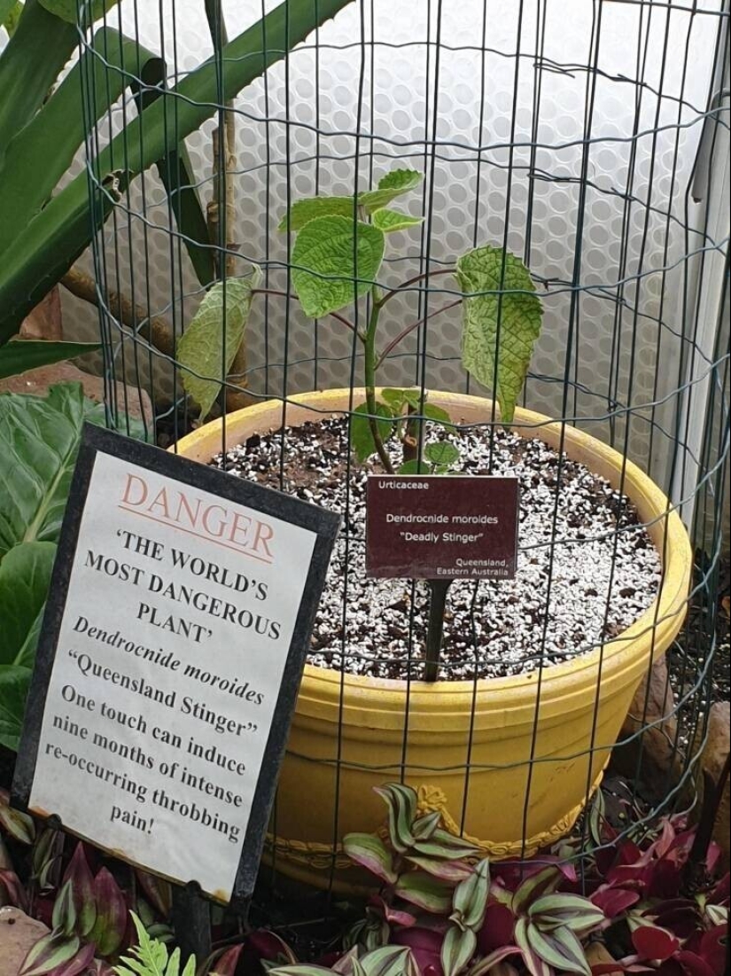 30 unusual and rare things that no one expected to see