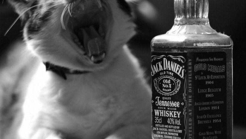 30 ways to use cats in the household