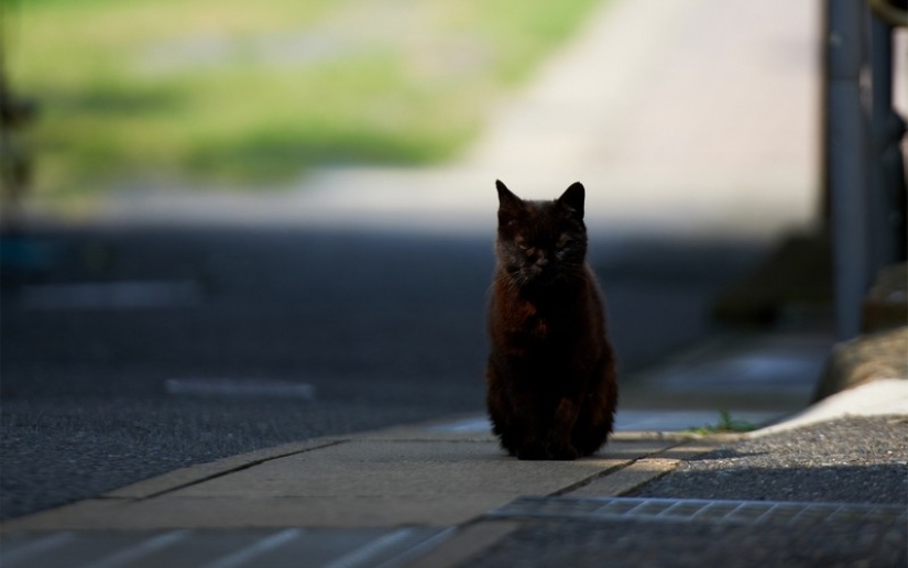 30 ways to use cats in the household