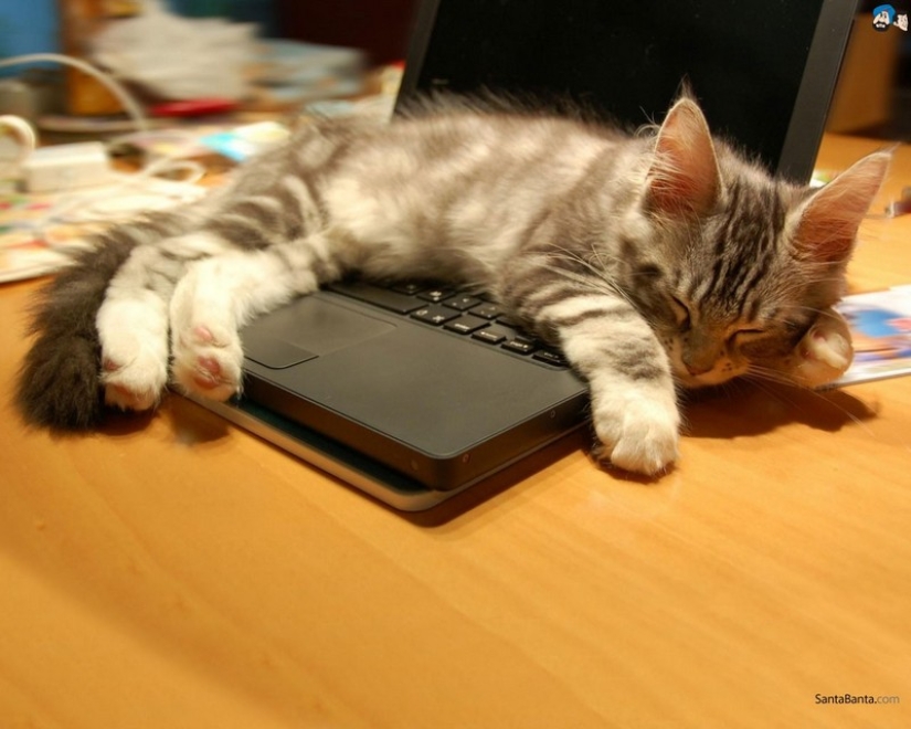 30 ways to use cats in the household