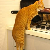 30 ways to use cats in the household