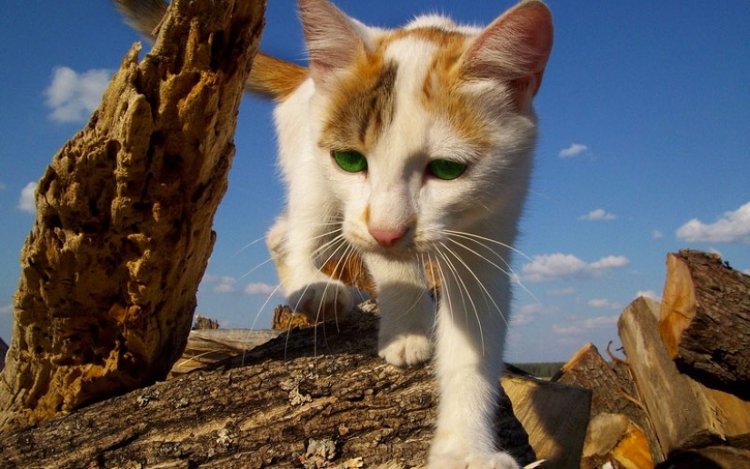 30 ways to use cats in the household