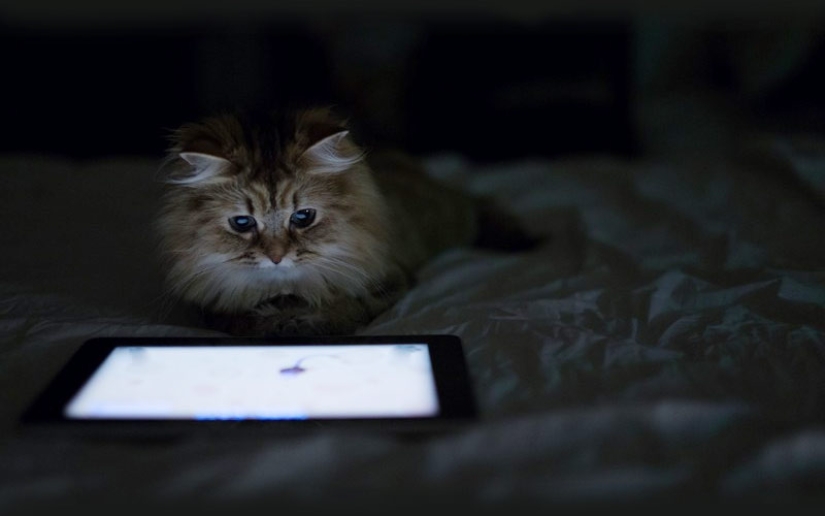 30 ways to use cats in the household