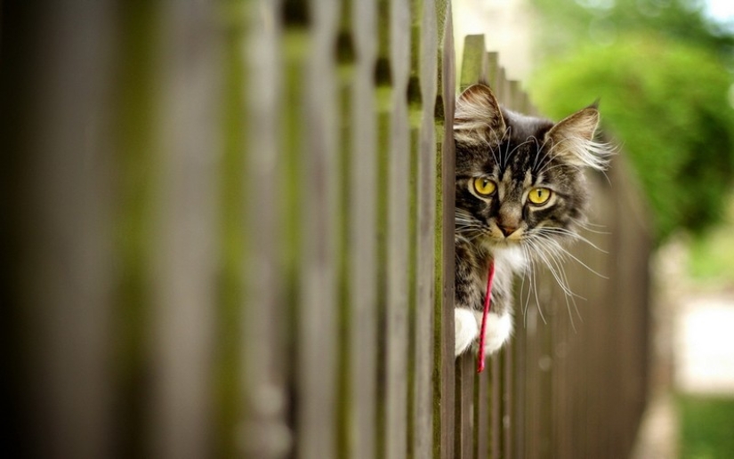 30 ways to use cats in the household