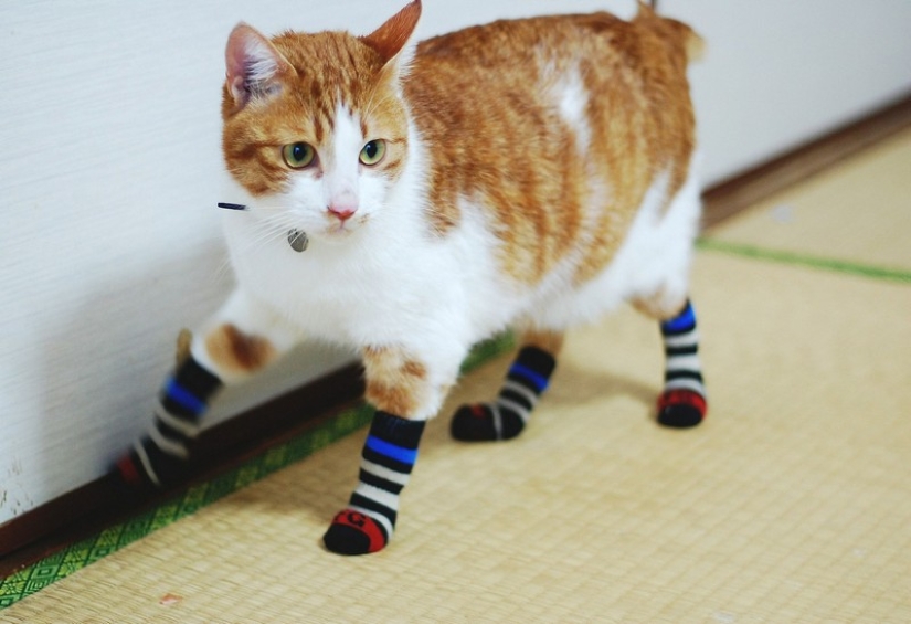 30 ways to use cats in the household