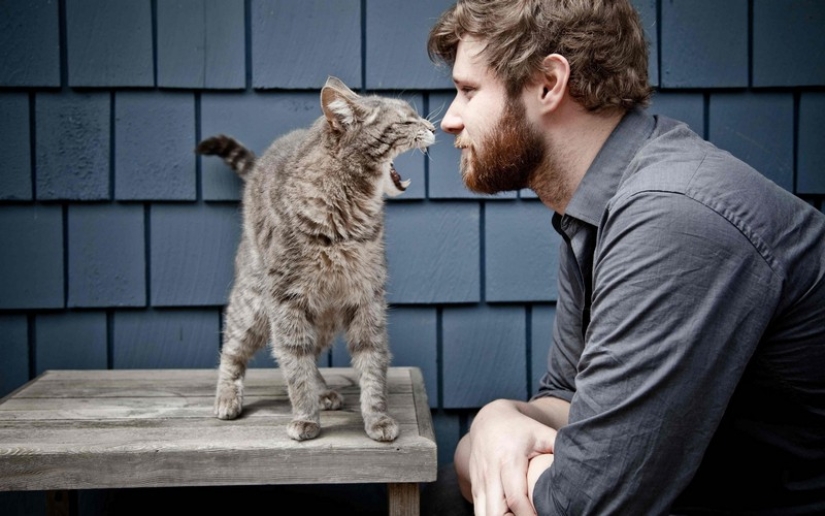 30 ways to use cats in the household
