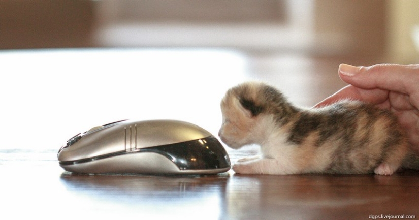 30 ways to use cats in the household