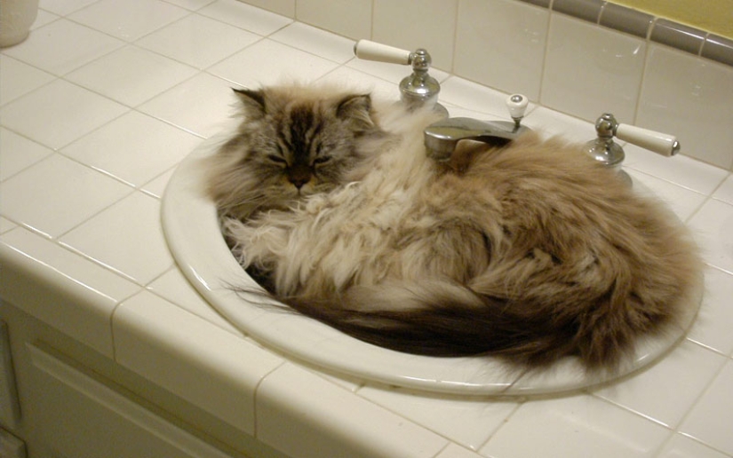 30 ways to use cats in the household
