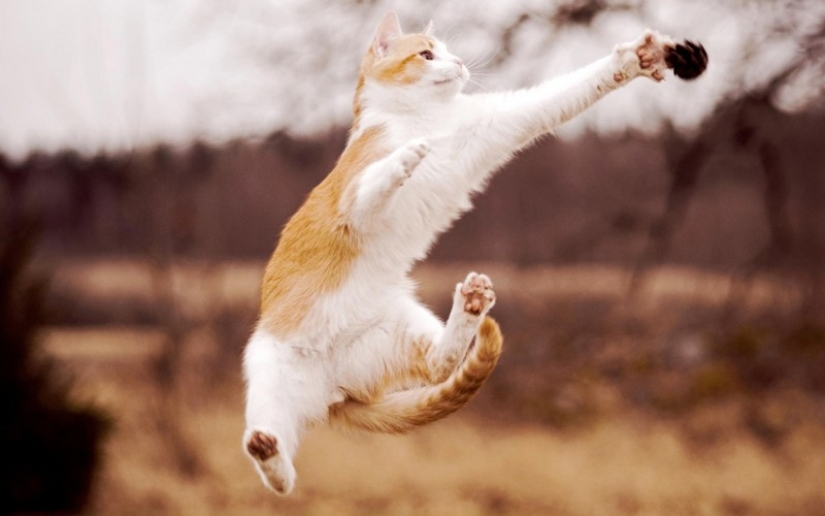 30 ways to use cats in the household