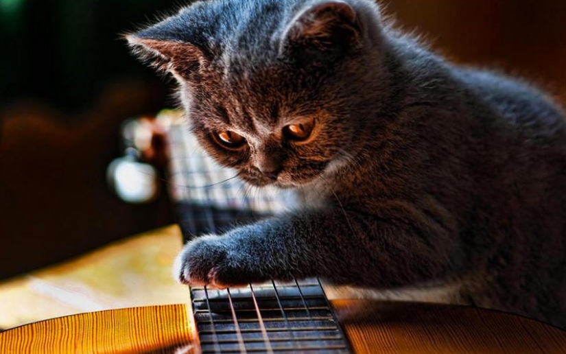 30 ways to use cats in the household